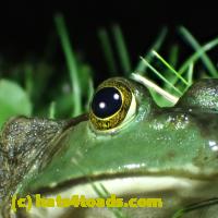 /home//u458753944/public_html/sourcegallery///Frogs/More bullfrogs/P7010207.JPG